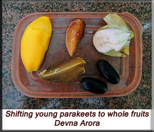 Devna Arora - Feeding parakeets in captivity